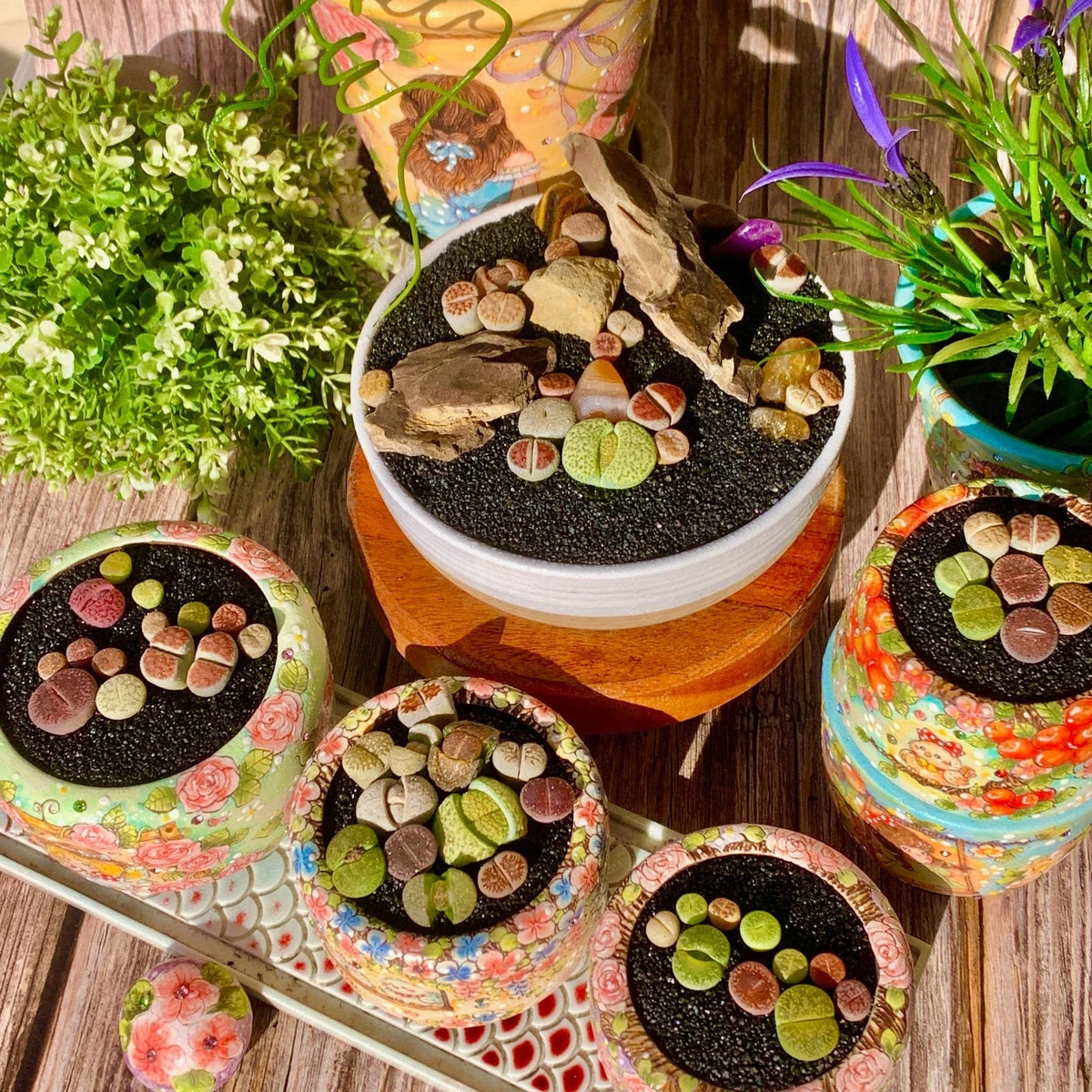 Lithops Live Succulent 10 Pills | Rare Imported Plant | Bare Root | Indoor Decor | Succulent Variety