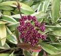Hoya Wayetii 'Lori Lyn' Rooted Plant in 2.5" Pot - Exotic Trailing Houseplant, Perfect for Indoor Decor