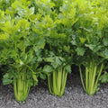 Tall Utah Celery Seeds, Set of 100, Apium graveolens, Non-GMO, Heirloom Vegetable Seeds for Home Gardening