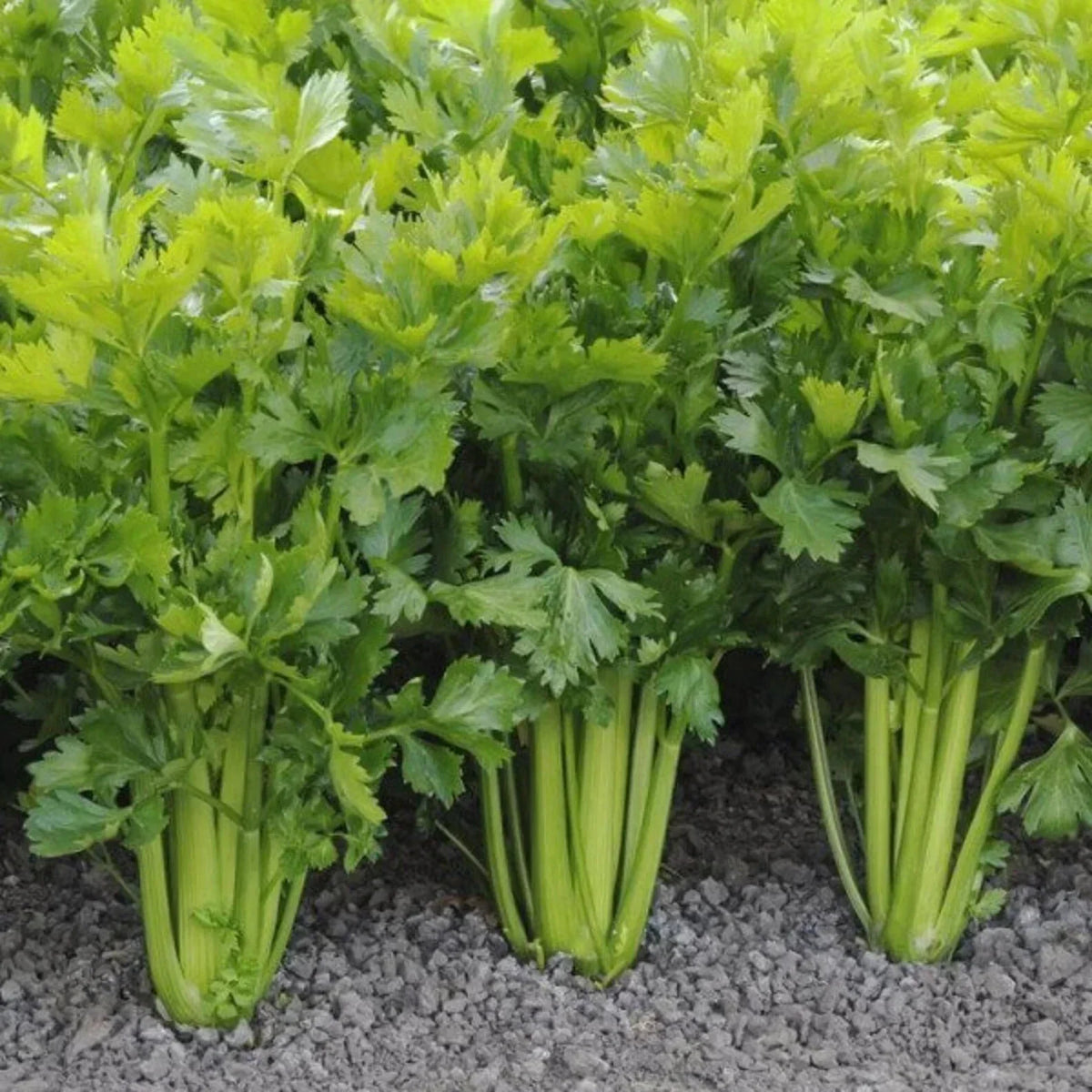 Tall Utah Celery Seeds, Set of 100, Apium graveolens, Non-GMO, Heirloom Vegetable Seeds for Home Gardening