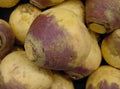 Fresh Rutabaga Seeds - American Purple Top Variety - 100 Count - Brassica napus