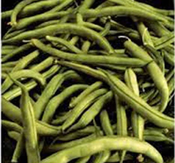 Heirloom Bean Seeds, Commodore Bush, 50+ Non-GMO Green Bean Seeds, Phaseolus vulgaris