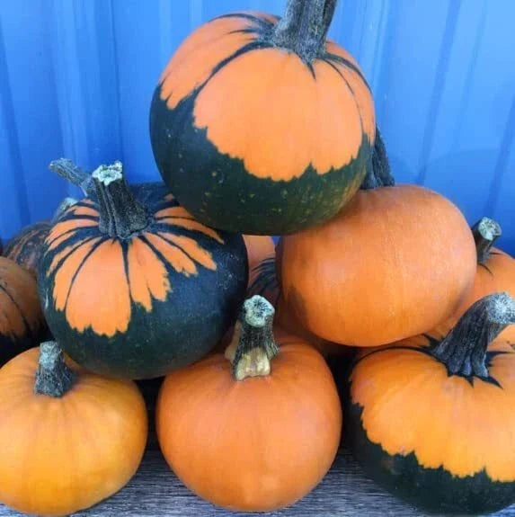 Batwing Pumpkin Seeds - 10 Count - Unique Black Cape Variety - Cucurbita pepo