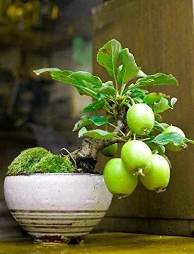 Guava Fruit Bonsai Tree Seeds - 20 Pack - Exotic Tropical Variety - Psidium guajava