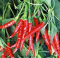 Hot Pepper Seed Mix - Heirloom Garden Collection - 7 Top Varieties - Capsicum Annuum & More