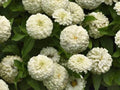 White Zinnia Seeds - 100+ Heirloom Polar Bear Variety - Non-GMO Zinnia elegans