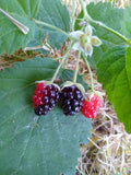 California Blackberry Live Plants - Bare Root Organic Natural Food - Rich in Vitamin C - Rubus ursinus