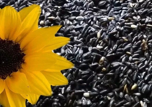 25+ Heirloom Black Oil Sunflower Seeds - Non-GMO - Fresh - Helianthus annuus
