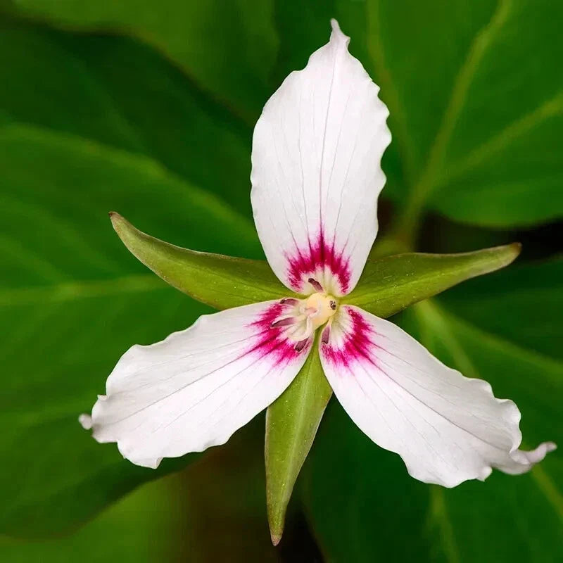 Painted Trillium Bare Root Live Plant - Trillium undulatum Perennial Flowering Garden Plant, Shade Tolerant