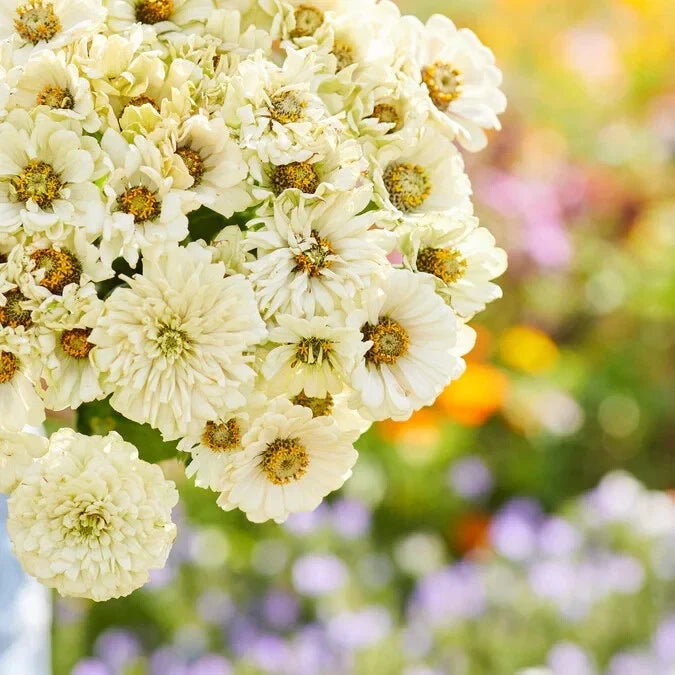 Cactus Snowman Zinnia Seeds - 100+ Seeds for Garden Planting - Zinnia elegans - USA