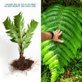 LIVE Bare ROOT Cyathea Horrida Tree Fern - 1 ft Tall - Tropical Plant for Garden or Indoor Decor