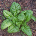 Spinach Seeds 100 Pack Non-Chemical Treated Bloomsdale Spinacia oleracea Organic Gardening