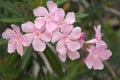 Nerium Oleander Seeds Bulk - 300 Count Pink Beauty Flower Seeds for Gardening and Landscaping