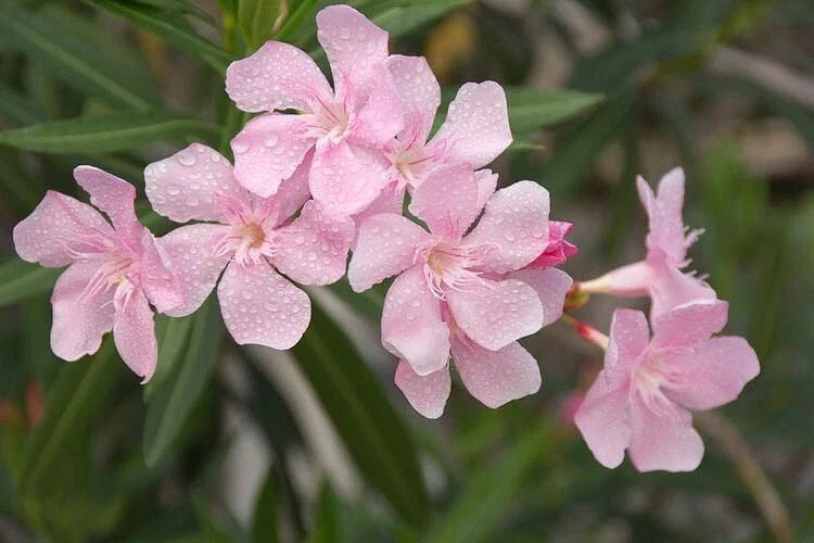 Nerium Oleander Seeds Bulk - 300 Count Pink Beauty Flower Seeds for Gardening and Landscaping