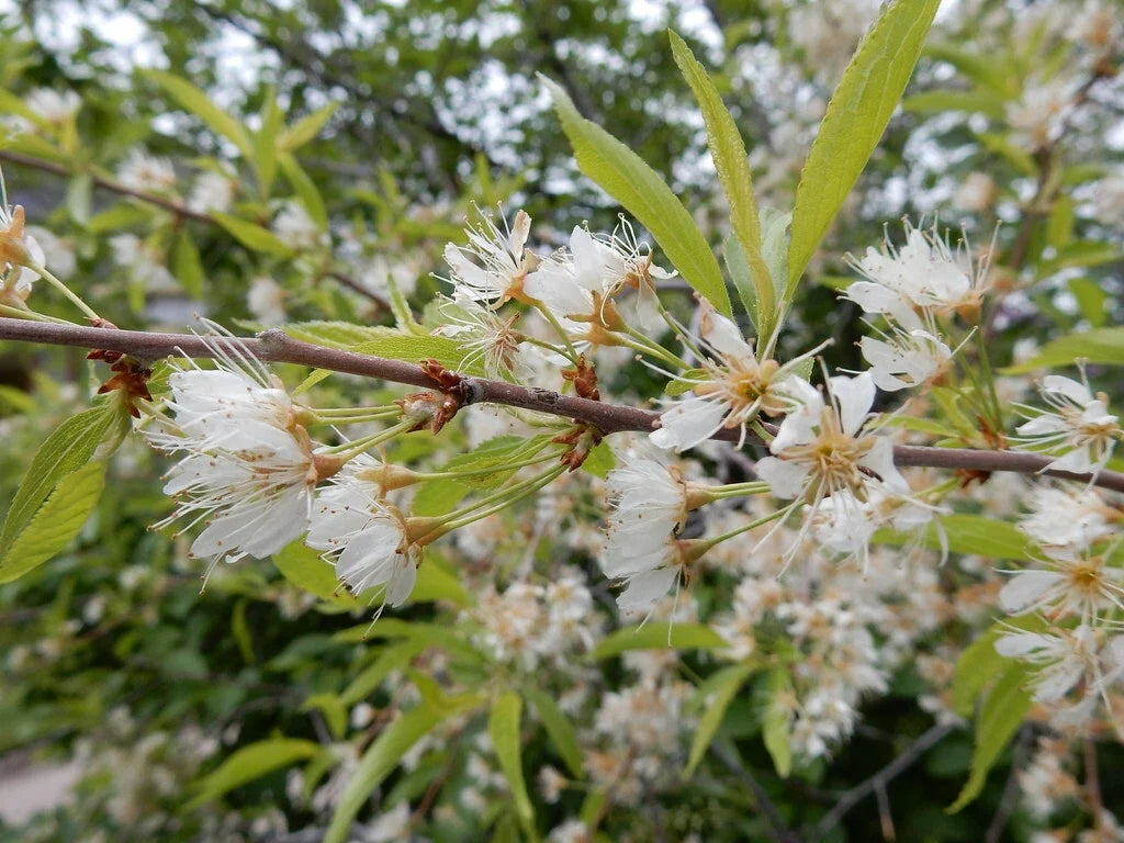 Bitter Cherry Seeds, 20 Count, Prunus emarginata, Edible Fruit, Native Plant, Gardening Seeds