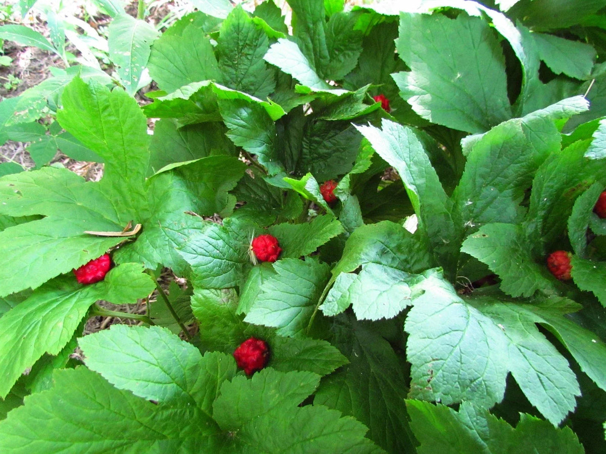 Golden Seal Roots - 20 Count - Hydrastis canadensis - Medicinal Herbal Plant Roots