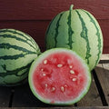 Queen of Dixie Watermelon Seeds - 10 Pack, Vibrant Skin, Sweet Flavor, Citrullus lanatus