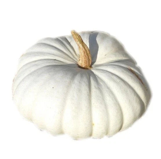 White Flat Boer Pumpkin Seeds - Fresh Heirloom Seeds for Planting - Cucurbita pepo