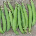 Maestro Pea Seeds - Fresh Pea Seed Variety - Pisum sativum - Non-GMO, Heirloom, Garden Seeds - Free Shipping Available