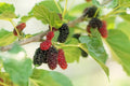 Fruit Seeds for Planting - 100 Pack Assorted Varieties - Heirloom Fruit Seeds - Organic Gardening Essentials