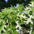 Pin Oak Tree Seedlings | Live Trees for Planting | Quercus palustris | No Ship to California