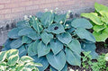 Hosta Plants 3 Bare Root Blue Angel Hosta for Shade (Hosta 'Blue Angel') - Healthy Bare Root Perennial Garden Plants
