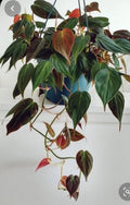 Philodendron Micans Cuttings - 4 Rare Velvet Leaf Green & Bronze Cuttings - Ideal for Propagation or Planting