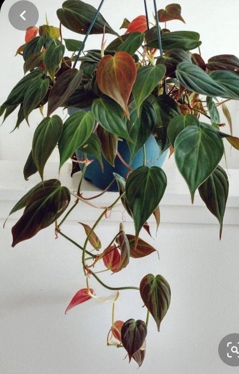 Philodendron Micans Cuttings - 4 Rare Velvet Leaf Green & Bronze Cuttings - Ideal for Propagation or Planting