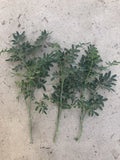Fresh Cutting Common Rue Plant - Ruta Graveolens - Herb of Grace - Ready to Plant - Aromatic Culinary Herb