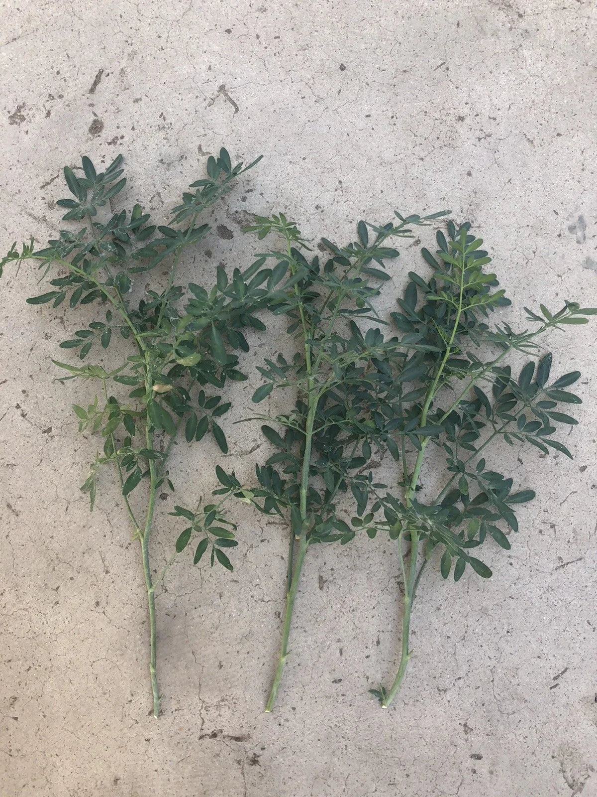 Fresh Cutting Common Rue Plant - Ruta Graveolens - Herb of Grace - Ready to Plant - Aromatic Culinary Herb
