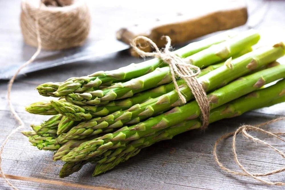 Asparagus Bare Root Plants - 2 Year Crowns - Jersey Knight Variety - Easy to Grow (Asparagus officinalis)