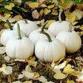 Casper The White Ghost Pumpkin Seeds - 10 Organic Seeds - USA Grown, Non-GMO, Heirloom Variety