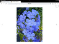 Plumbago Seeds Packet of 50, Imperial Blue Variety, Plumbago auriculata