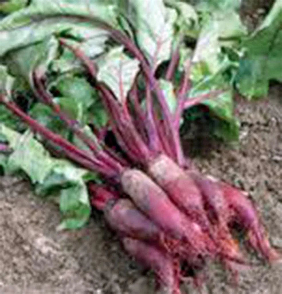 Beet Seed 500 Seeds Cylindra Non-GMO Heirloom Beets Beta vulgaris