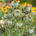 Hens and Chicks Seeds - 100 Count - Poppy Flower Variety - Sempervivum spp.