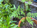 Sansho Cuttings 6 Fresh Cuttings Japanese Pepper Tree Zanthoxylum piperitum