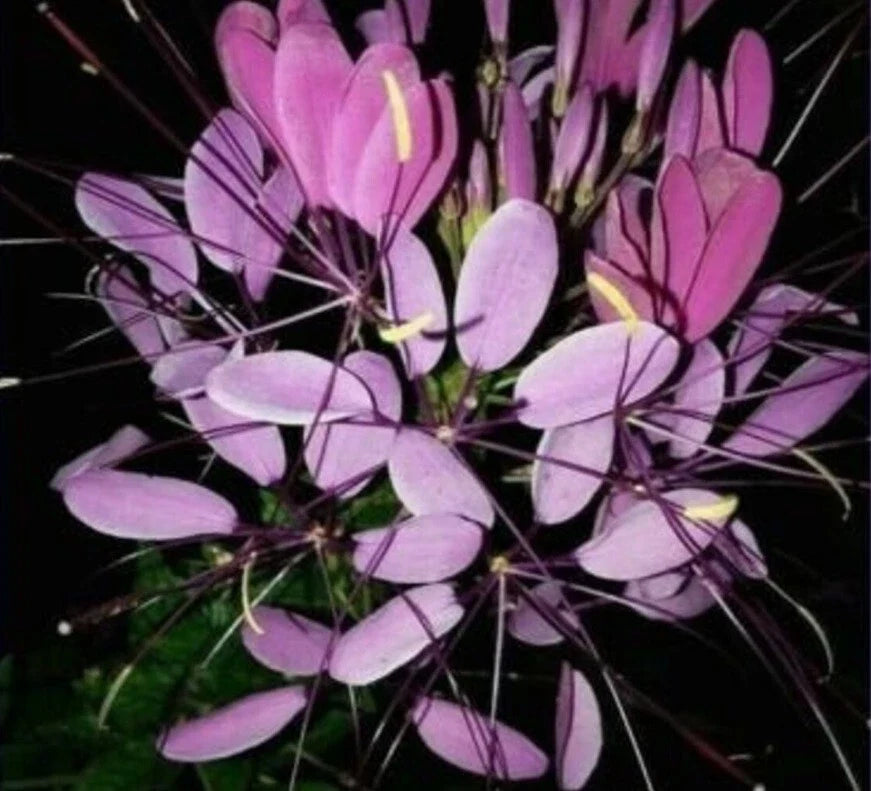 Purple Queen Spider Plant Seeds - 100 Count, Clome Spinosa Perennial, US Seller, Attracts Bees