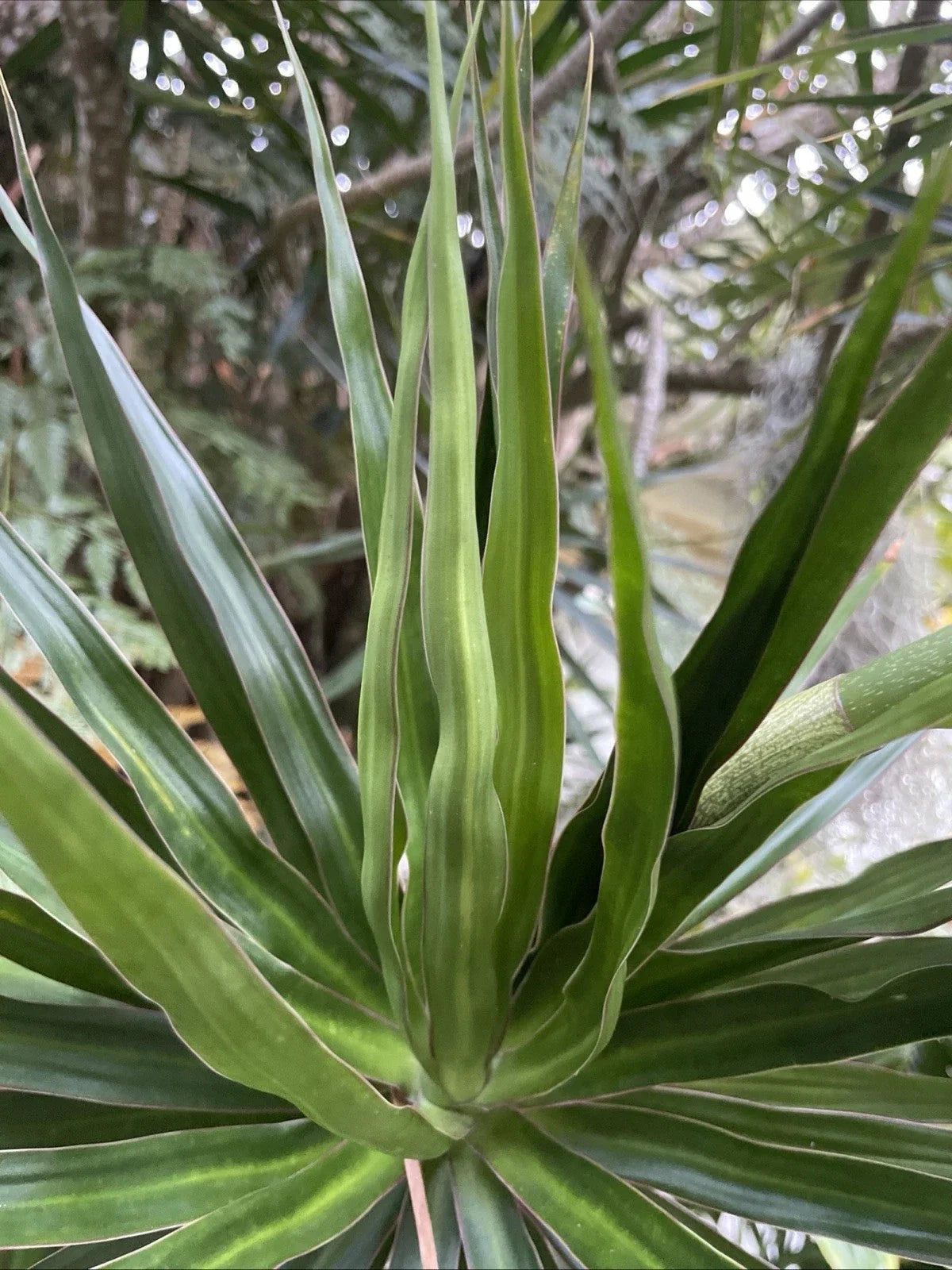Dragon Tree Cuttings - 5 Hawaii Grown Dracaena Marginata Bonsai Money Tree Plants