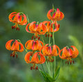 Turk's Cap Lily Bulbs 5 Count - Lilium superbum - Perennial Flowering Plants - No Ship AK, HI, PR
