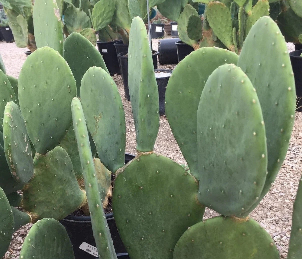 Spineless Prickly Pear Cactus Plant - Nopales Cacanapa - Hardy - 2 Pads or More - Succulent for Garden or Indoor Use