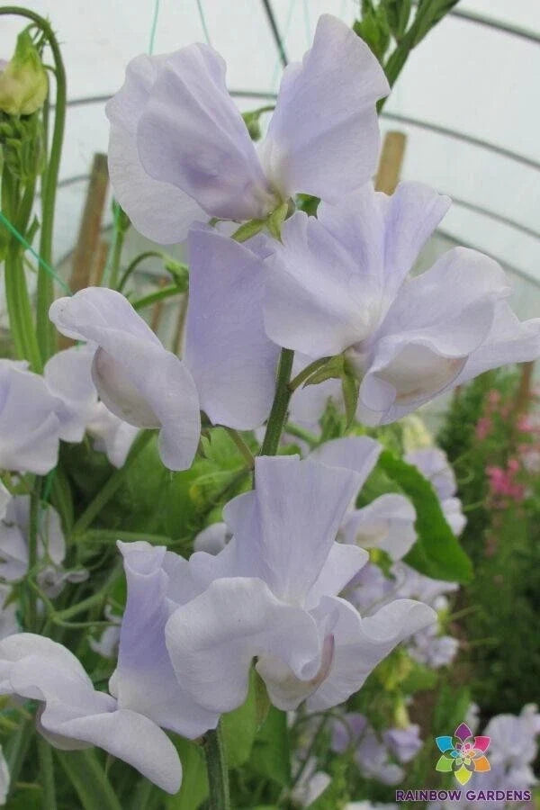 Sweet Pea Seeds - 50+ Solstice Light Blue - Lathyrus odoratus - Non-GMO Garden Seeds - USA - Free Shipping