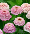 Zinderella Lilac Zinnia Seeds - 100+ Pack for Garden Planting - Zinnia elegans - USA