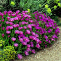 20 Ice Plant Seeds - Delosperma cooperi - Hardy Ground Cover Daisy Flower, Drought Resistant, Colorful Garden Accent