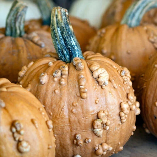 Grizzly Bear Pumpkin Seeds - 25+ Pack for Garden Planting - Cucurbita maxima - USA Grown, Free Shipping