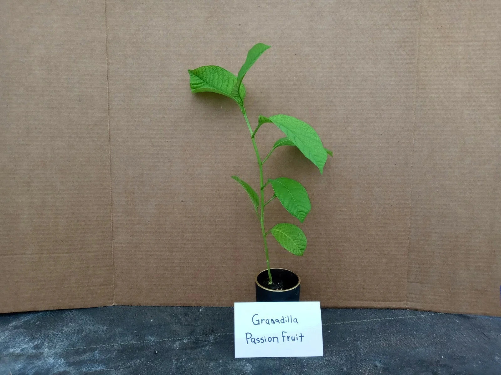 Giant Granadilla Passion Fruit Starter Plant - Passiflora Edulis - Live Plant with Free Shipping