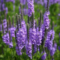 Hoary Vervain Seeds, Violet Blue Flowers, Verbena stricta, Non-GMO, Organic, Free Shipping