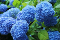 Blue Hydrangea Live Plant Cutting 3-8" Tall Fully Rooted Hydrangea macrophylla