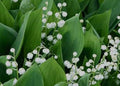 Lily-of-the-Valley 5 Bare Root Plants, Deer-Resistant Perennial, Convallaria majalis, Fragrant White Flowers