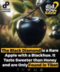 Super Rare Black Diamond Apple Cutting for Rooting or Grafting - Malus domestica