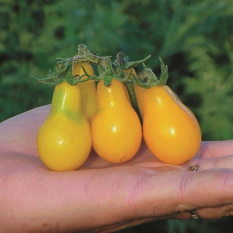 Yellow Pear Tomato Seeds - 10+ Heirloom NON-GMO Organic - Solanum lycopersicum
